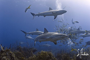 This image was taken at Ginormous Reef while diving in th... by Steven Anderson 